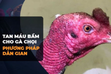 Phương Pháp Hiệu Quả Để Xử Lý Máu Bầm Cho Gà Chọi