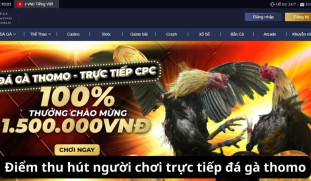 Trực tiếp đá gà thomo: Cảm xúc cháy bỏng trong từng cú đá